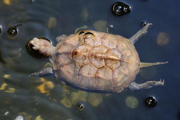 2015養(yǎng)烏龜賺錢嗎？2015烏龜養(yǎng)殖前景及市場價(jià)格分析