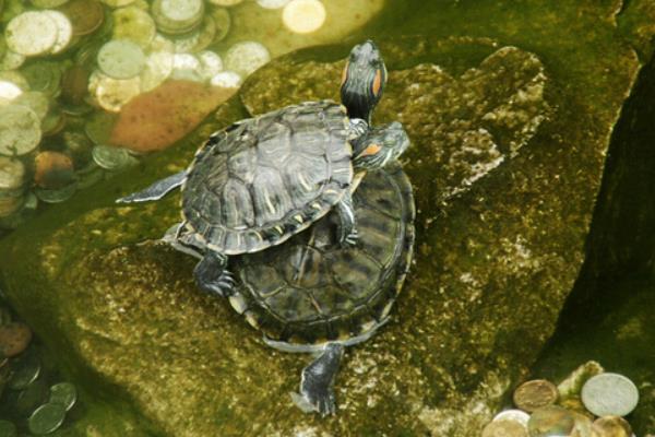 2015養(yǎng)烏龜賺錢嗎？2015烏龜養(yǎng)殖前景及市場價(jià)格分析