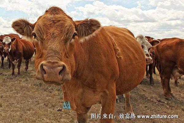 2018養肉牛賺錢嗎?肉牛養殖的利潤與投資成本及前景預測