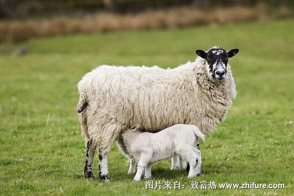 2018養(yǎng)綿羊賺錢嗎?綿羊養(yǎng)殖的利潤與投資成本及前景預(yù)測(cè)