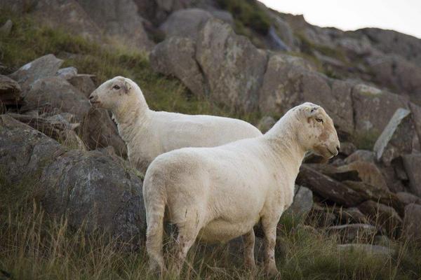 2018養(yǎng)綿羊賺錢嗎?綿羊養(yǎng)殖的利潤與投資成本及前景預(yù)測