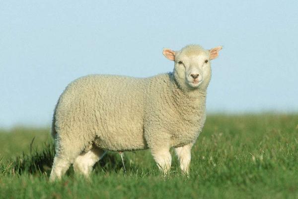 2018養(yǎng)綿羊賺錢嗎?綿羊養(yǎng)殖的利潤與投資成本及前景預(yù)測