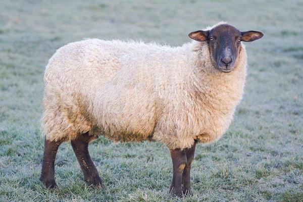 2018養(yǎng)綿羊賺錢嗎?綿羊養(yǎng)殖的利潤與投資成本及前景預(yù)測