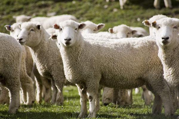 2018養(yǎng)綿羊賺錢嗎?綿羊養(yǎng)殖的利潤與投資成本及前景預(yù)測