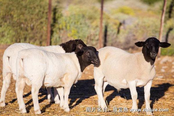 2018養(yǎng)杜泊綿羊賺錢嗎？杜比綿陽養(yǎng)殖的利潤與投資成本及前景預(yù)測(cè)