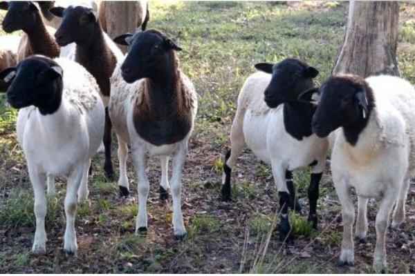 2018養杜泊綿羊賺錢嗎?杜比綿陽養殖的利潤與投資成本及前景預測