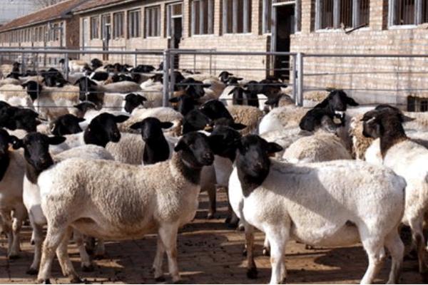 2018養杜泊綿羊賺錢嗎?杜比綿陽養殖的利潤與投資成本及前景預測