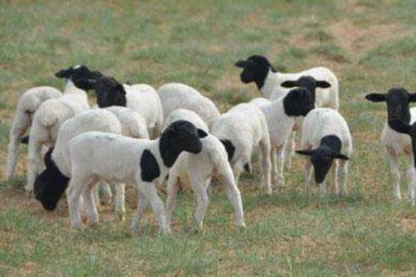 2018養杜泊綿羊賺錢嗎?杜比綿陽養殖的利潤與投資成本及前景預測