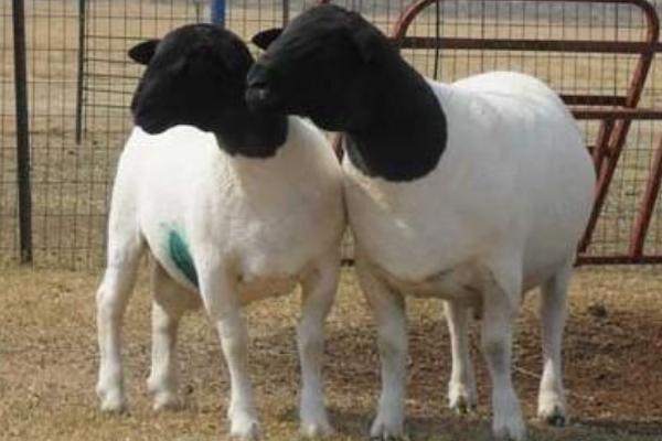 2018養杜泊綿羊賺錢嗎?杜比綿陽養殖的利潤與投資成本及前景預測