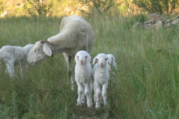 2018養小尾寒羊賺錢嗎?小尾寒羊養殖的利潤與投資成本及前景預測