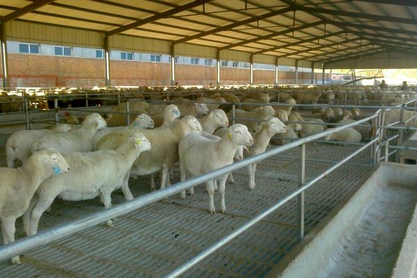 2018養小尾寒羊賺錢嗎?小尾寒羊養殖的利潤與投資成本及前景預測