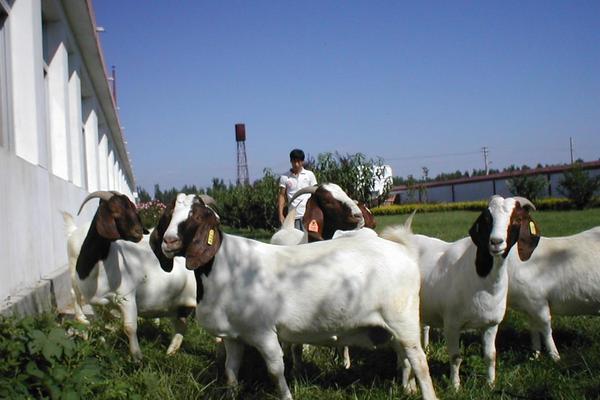 2018養小尾寒羊賺錢嗎?小尾寒羊養殖的利潤與投資成本及前景預測