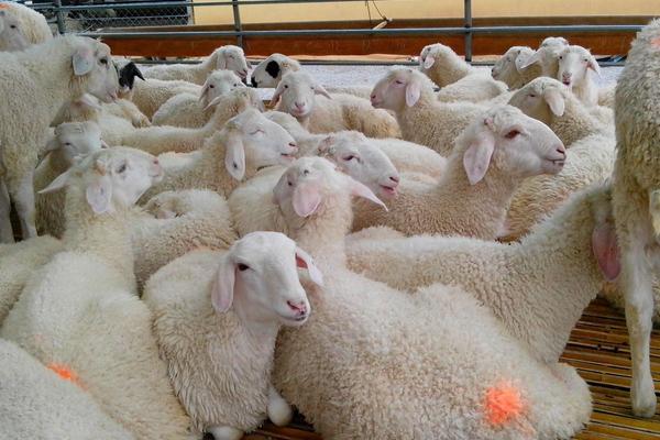 2018養小尾寒羊賺錢嗎?小尾寒羊養殖的利潤與投資成本及前景預測