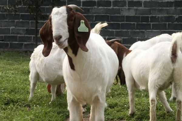 2018養小尾寒羊賺錢嗎?小尾寒羊養殖的利潤與投資成本及前景預測