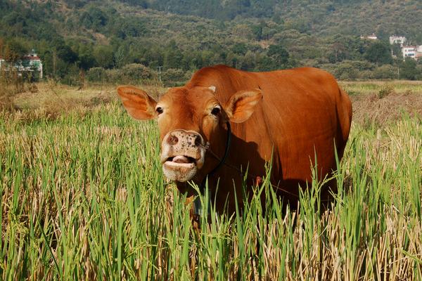 2018養黃牛賺錢嗎?黃牛養殖的利潤與投資成本及前景預測