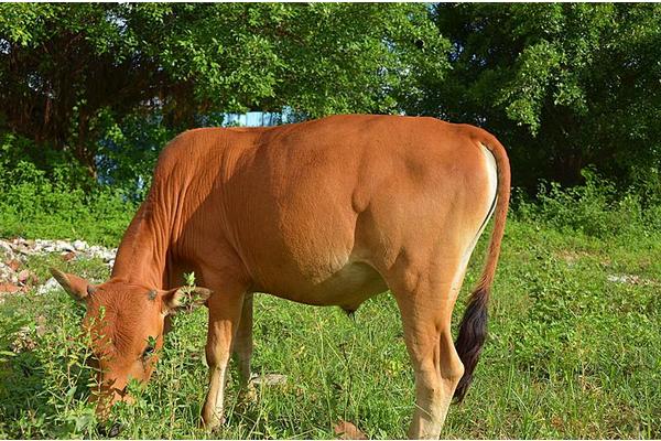 2018養黃牛賺錢嗎?黃牛養殖的利潤與投資成本及前景預測