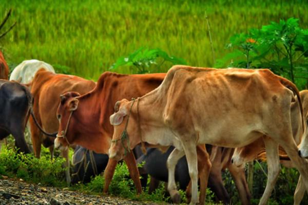 2018養黃牛賺錢嗎?黃牛養殖的利潤與投資成本及前景預測
