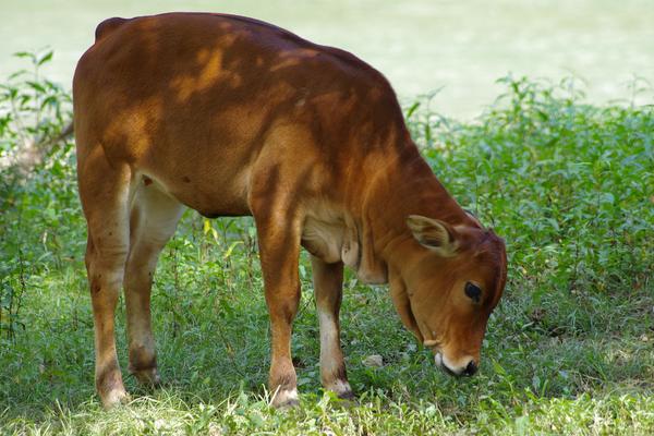 2018養黃牛賺錢嗎?黃牛養殖的利潤與投資成本及前景預測