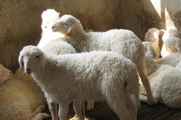 2018養湖羊賺錢嗎?湖羊養殖的利潤與投資成本及前景預測