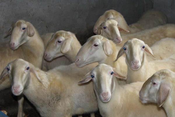 2018養湖羊賺錢嗎?湖羊養殖的利潤與投資成本及前景預測