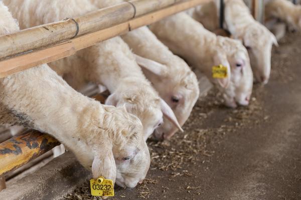 2018養湖羊賺錢嗎?湖羊養殖的利潤與投資成本及前景預測