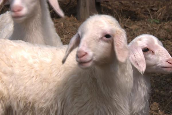 2018養湖羊賺錢嗎?湖羊養殖的利潤與投資成本及前景預測
