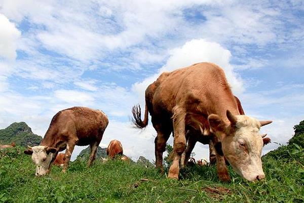 養100頭牛需要多少成本？養牛的成本和利潤 