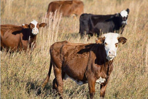 養100頭牛需要多少成本？養牛的成本和利潤 