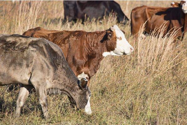 養100頭牛需要多少成本？養牛的成本和利潤 