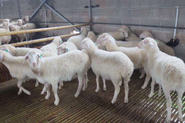 2018養湖羊賺錢嗎?湖羊養殖的利潤與投資成本及前景預測