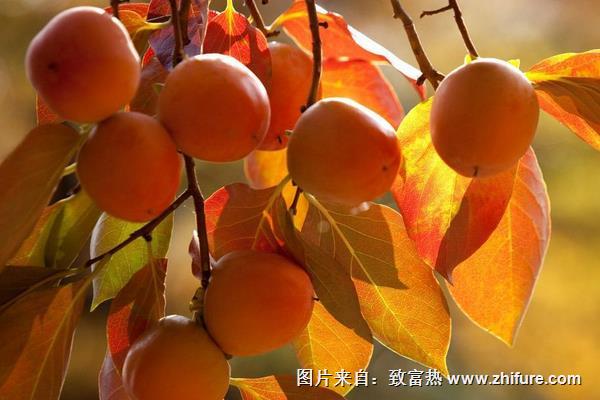 柿子和獼猴桃能一起吃嗎