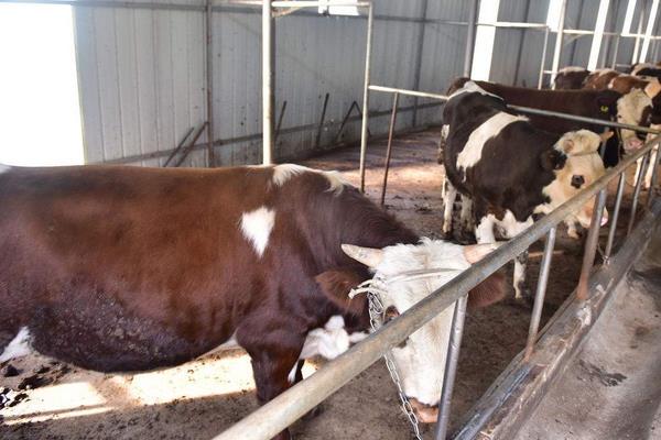 養100頭牛需要多少成本？養牛的成本和利潤 