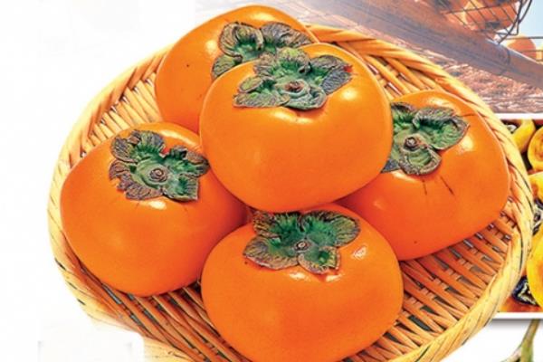 空腹可以吃柿子嗎