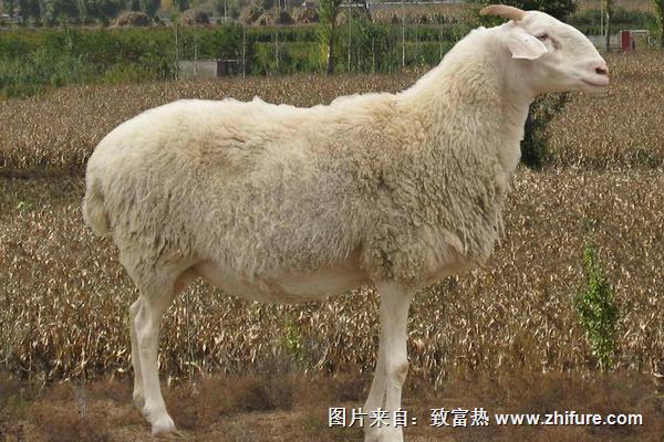 2018養(yǎng)小尾寒羊賺錢嗎？小尾寒羊養(yǎng)殖的利潤與投資成本及前景預(yù)測