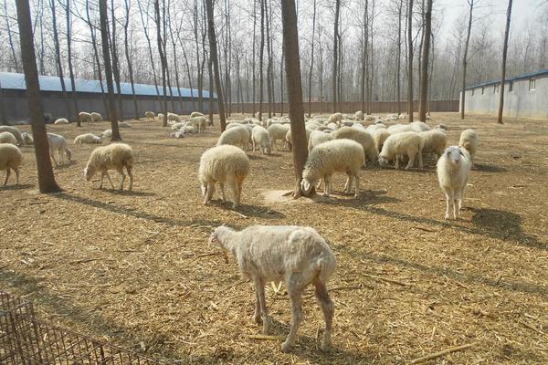 2018養小尾寒羊賺錢嗎?小尾寒羊養殖的利潤與投資成本及前景預測