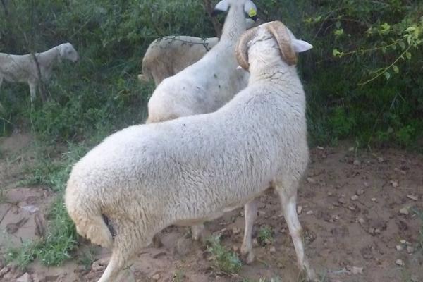 2018養小尾寒羊賺錢嗎?小尾寒羊養殖的利潤與投資成本及前景預測