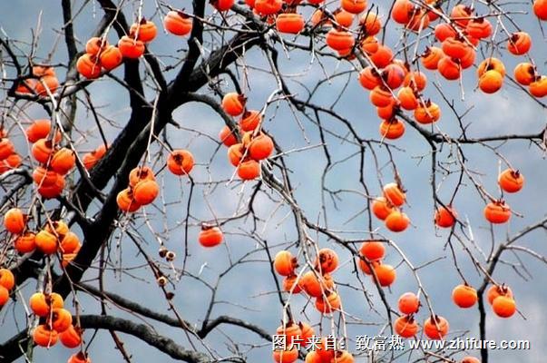 夢見柿子樹上結滿柿子代表什么