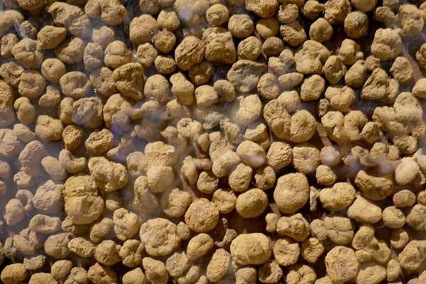 中藥市場低迷 2015元胡行情不看好 元胡難獨善其身