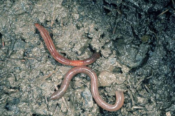 養雞場需要養大量蚯蚓來給雞吃？蚯蚓怎么養啊？