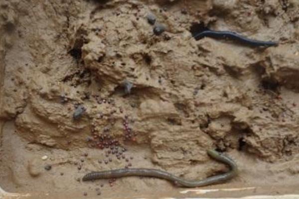 養雞場需要養大量蚯蚓來給雞吃？蚯蚓怎么養啊？