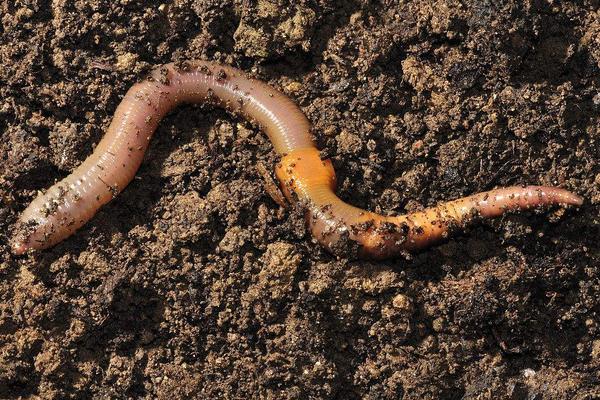 養雞場需要養大量蚯蚓來給雞吃？蚯蚓怎么養啊？