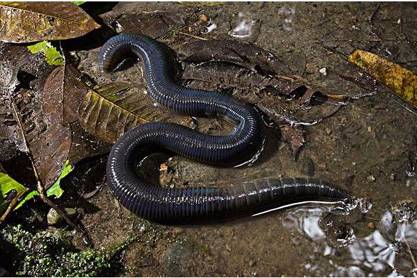 養雞場需要養大量蚯蚓來給雞吃？蚯蚓怎么養啊？