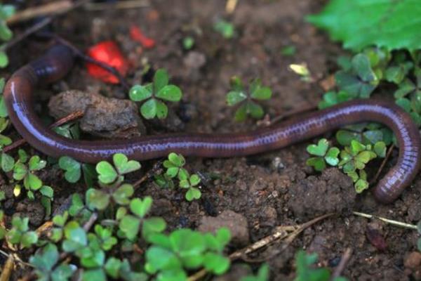 養雞場需要養大量蚯蚓來給雞吃？蚯蚓怎么養啊？