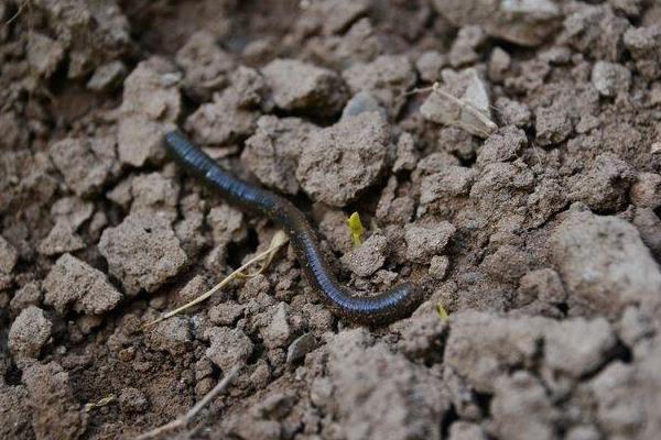 養雞場需要養大量蚯蚓來給雞吃？蚯蚓怎么養啊？