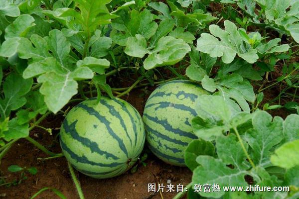 種西瓜用什么肥料好