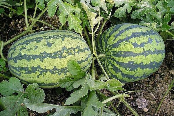 種西瓜用什么肥料好