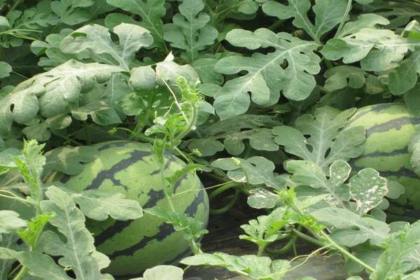 種西瓜用什么肥料好