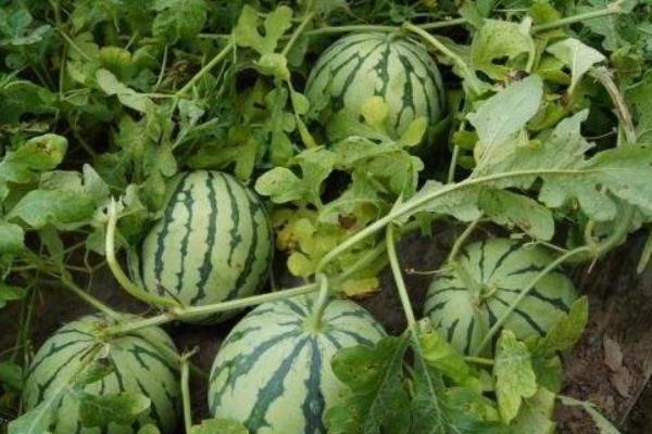 種西瓜用什么肥料好