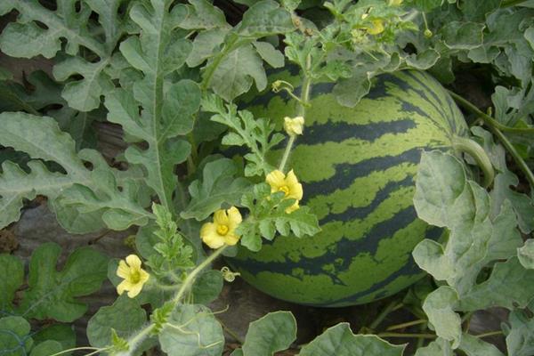 種西瓜用什么肥料好