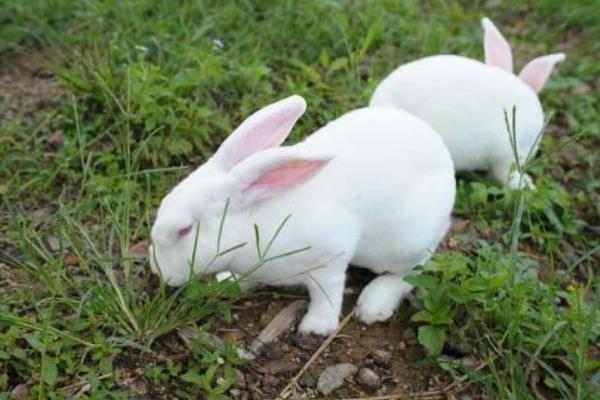肉兔可以散養嗎？怎么散養？有哪些優點和缺點？